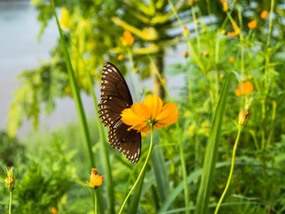 Butterfly on flower