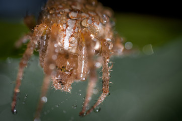 Spider With Water Droplets