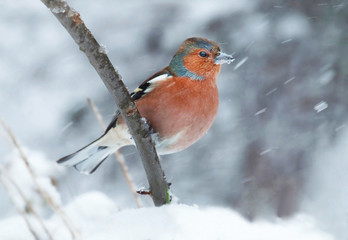 Common chaffinch
