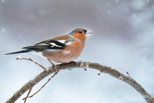 chaffinch