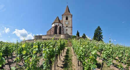 Fototapeta na wymiar L'église fortifiée de Hunawihr dans les vignes d'Alsace