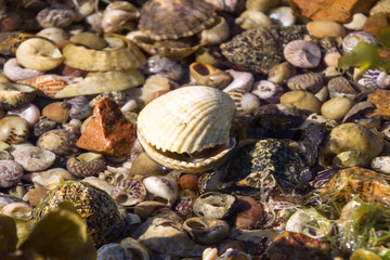 Shells