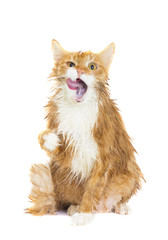 funny wet cat screaming on a white background