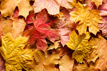 autumn background with maple leaves