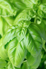 fresh green basil