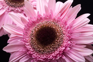 Close up of pink gerbera flower