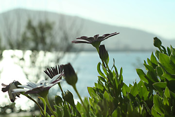 flowers, Bilbao, Spain