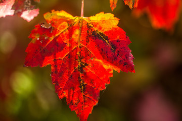 Red Fall Leaf