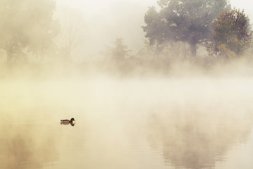 Obraz na płótnie Canvas duck in a mystic morning light