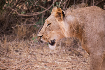 uncrowned lion in Samburu National Park in Kenya