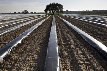 Lines of plastic sheets covering early crops, province of Seville, Spain