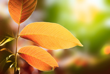 autumn leaf on blur background