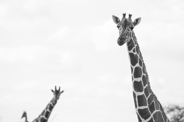 Obraz premium portrait of giraffe in Samburu Park in Kenya