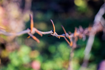 Barbed wire on blurred background 2