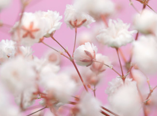 White flower on pink background. Soft focus.