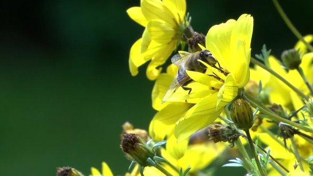 Biene (Natur im Garten)
