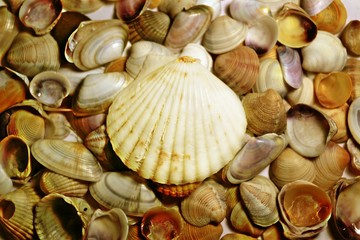 A bunch of beautiful shells