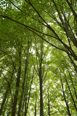 Beautiful green forest trees