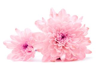 Fototapeta premium pink chrysanthemum flower on white