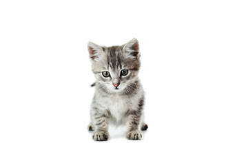Beautiful cat isolated on white background