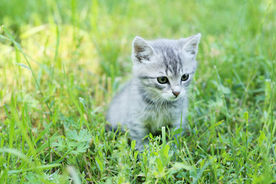 Beautiful little cat in green grass, outdoors