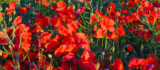 Poppies