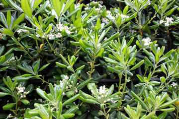White flowers of pittosporum