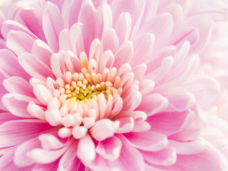 Chrysanthemum flower