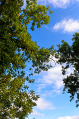 Fototapeta premium Natur als Hintergrund 