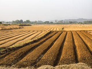 Agricultural fields.