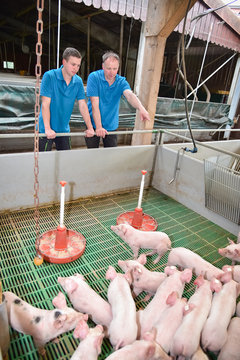 Aussenklimastall f&uuml;r Ferkel - Landwirt mit Sohn bei der Tierkontrolle