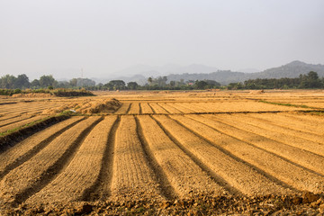 Agricultural fields Asia style.