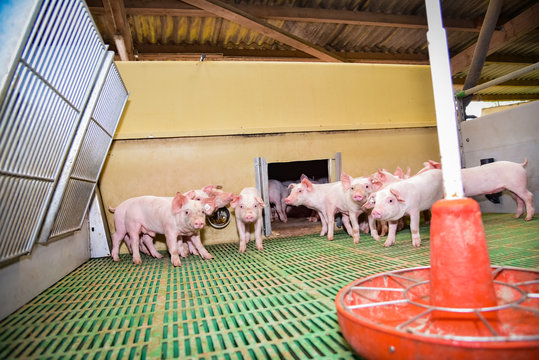 Aussenklimastall f&uuml;r Schweine - Eine Gruppe von Ferkeln in einer Ferkelbucht