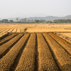 Agricultural fields.