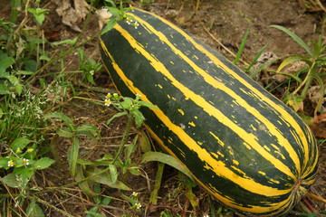 Kürbis auf dem Feld