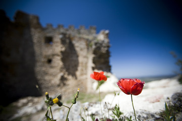 Poppies and ruins, Castle of Montanchez, province of Caceres, Spain