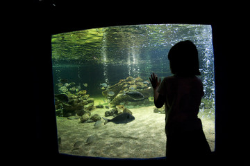 Girl admiring the aquarium, Zoomarine park, town of Albufeira, district of Faro, region of Algarve,...