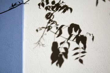 Branch shadows on a whitewashed wall, Faro, Portugal