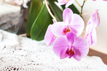Obraz na płótnie Canvas Striped pink orchid flower close up
