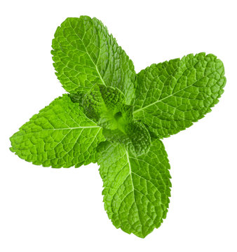 mint leaves isolated on the white background