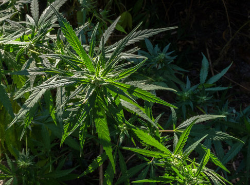 The thickets of wild marijuana in the sunlight.