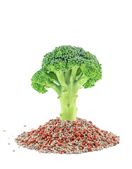 Green broccoli closeup on the mineral fertilizers