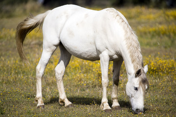 White horse grazing on a springtime meadow, province of Caceres, autonomous community of...