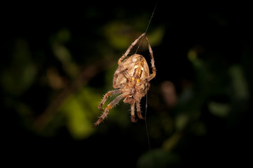 Spider In A Web From Underneath