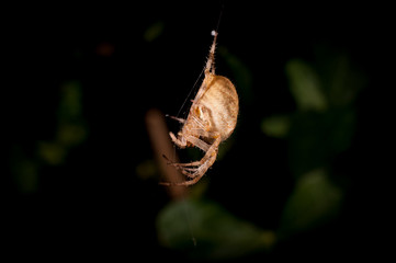Spider In A Web From The Side