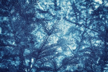 Blue Winter Card with Pine