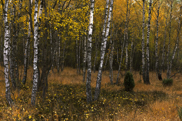 Jesień © hunter76