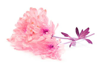 Naklejka premium różowy kwiat chryzantemy