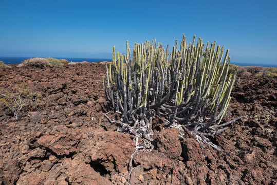 Malpais de Guimar, badlands volcanic landscape in Tenerife, Cana