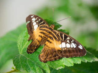Parthenos sylvia - Clipper Butterfly